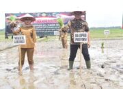 Ketua DPRD Lampung Hadiri Tanam Padi Bersama Forkopimda, Perkuat Sinergi Ketahanan Pangan