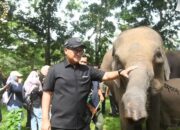 Ketua DPRD Lampung Tegaskan Komitmen Mitigasi Konflik Gajah