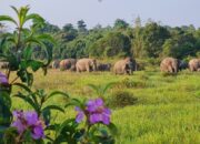 Pemprov Lampung Percepat Ppembangunan Tanggul di Way Kambas